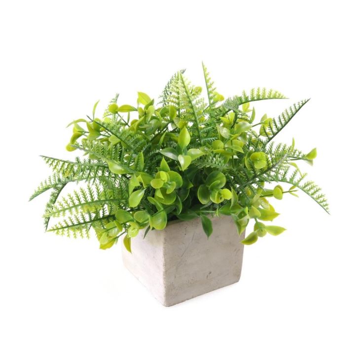 Small Garden Small Garden Plant